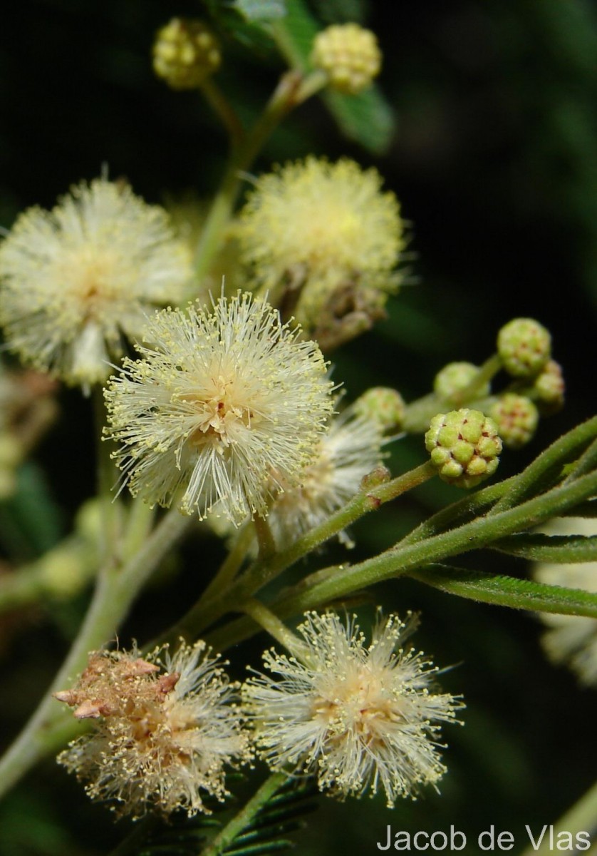 Acacia mearnsii De Wild.